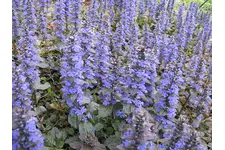 Mayasıl Otu Özellikleri ve Faydaları Nelerdir? Mayasıl Otu Özellikleri ve Faydaları Nelerdir?